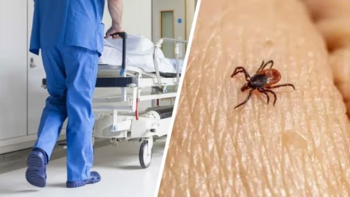 Конго-Қырым қызбасы: алдын алу шаралары