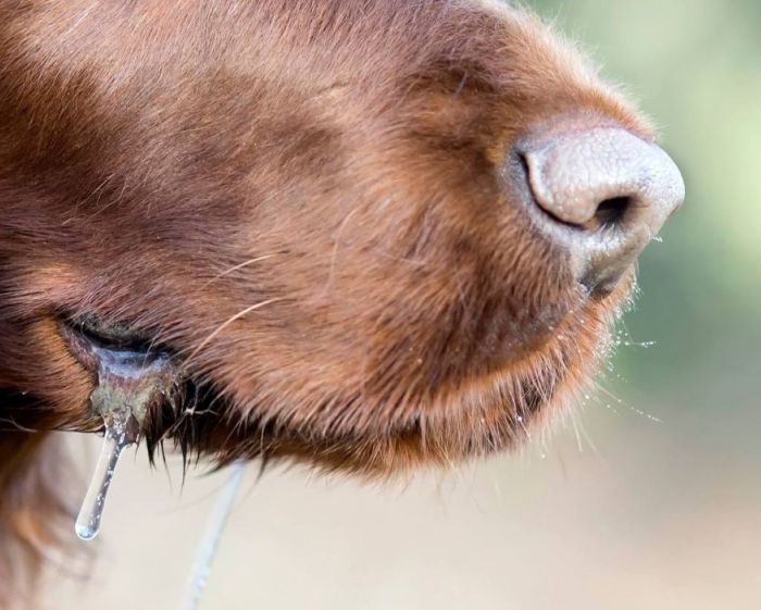 Емі жоқ дерт: Қазақстанда құтырудан үш адам көз жұмды