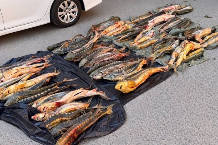 Ақтауда 256 келі бекіре тұқымдас балықты заңсыз тасымалдаудың жолы кесілді  