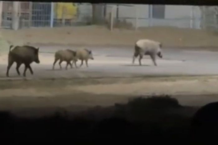 Атырау маңындағы ауылға су іздеген қабандар келді