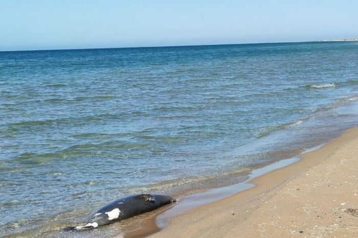 Каспий теңізінің жағалауында тағы да итбалықтардың өлекселері анықталды