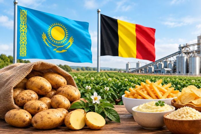 Қазақстан мен Бельгияның картоп келісімі: экспорттық әлеует артады