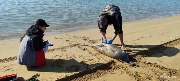 Число погибших тюленей на побережье Каспия выросло до 78