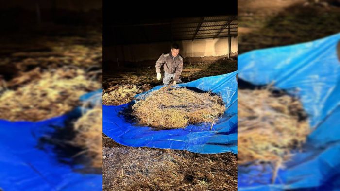 Пастух заготовил на зиму более 40 кг наркотиков в Жамбылской области