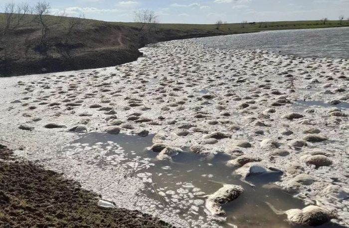 Массовая гибель сайгаков в водоёме произошла в Бокейординском районе