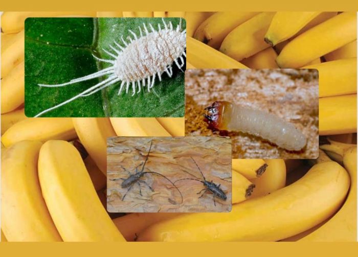 В ​Карагандинской области в бананах был выявлен Восточный мучнистый червец