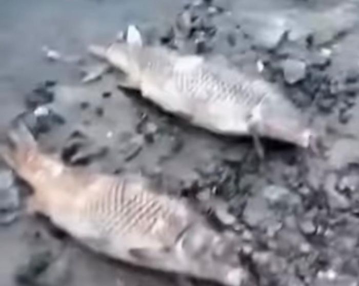 Откуда взялась мёртвая рыба в Кульсары?