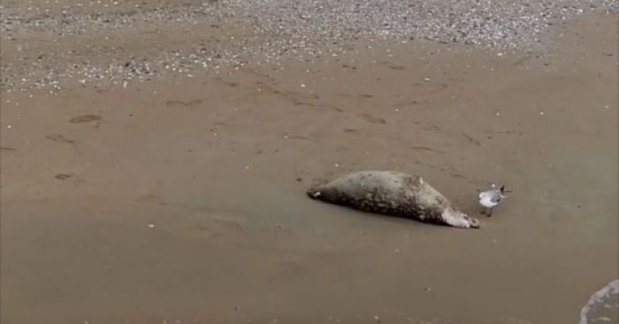 Ученые продолжают находить мертвых тюленей на берегу Каспия