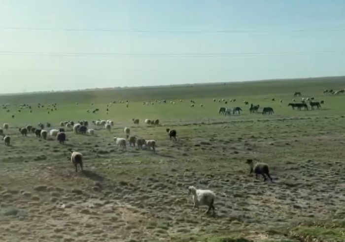 Почти 1,5 тысячи голов домашнего скота отогнали в безопасные места Индерского района