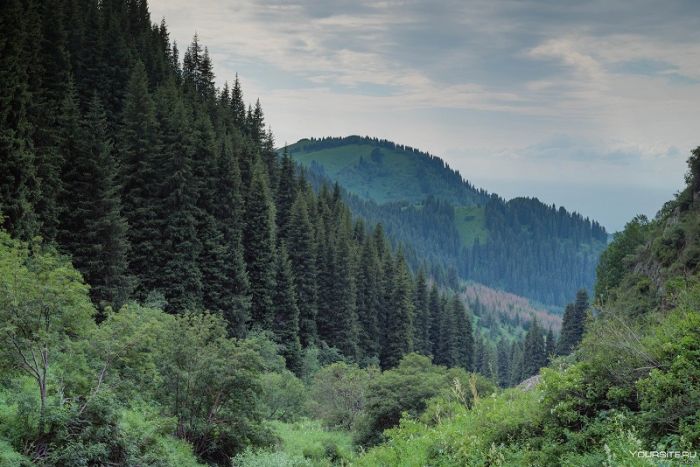 Служба охраны и защиты лесного фонда создана в Казахстане