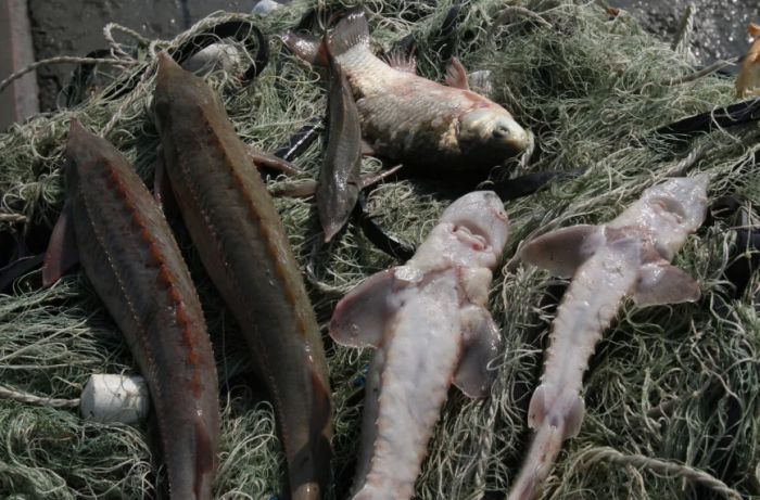 «Бекіре-2024»: изъято более 9 тонн рыбы
