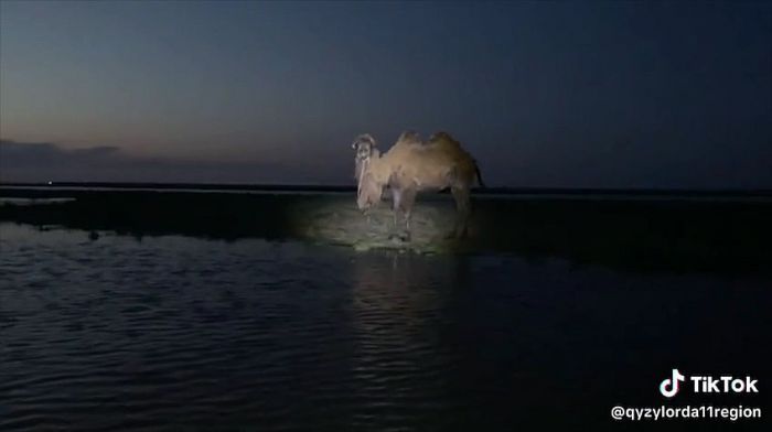В Индерском районе спасли верблюда