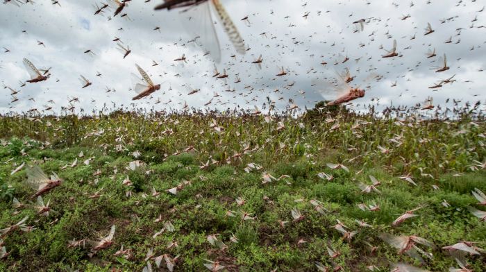 Атыраускую область ждёт массовый вылет саранчи