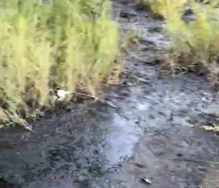 Свалку нефтеотходов нашли на берегу реки Урал в ЗКО