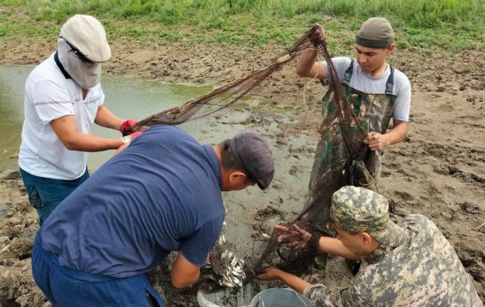 В Индерском районе спасено более 100 тысяч штук молоди рыб