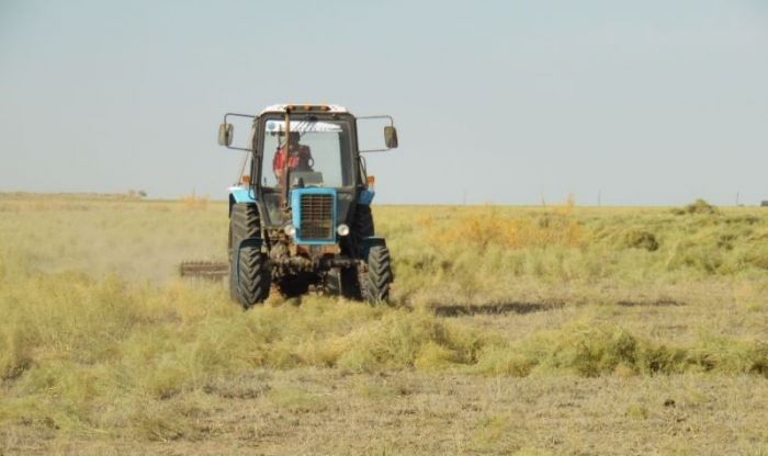 Сбор урожая на полях Атырауской области в разгаре