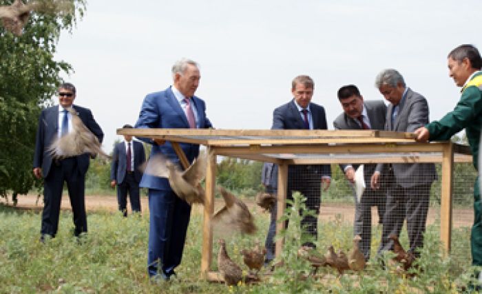 Президент РК выпустил в астанинский лес фазанов