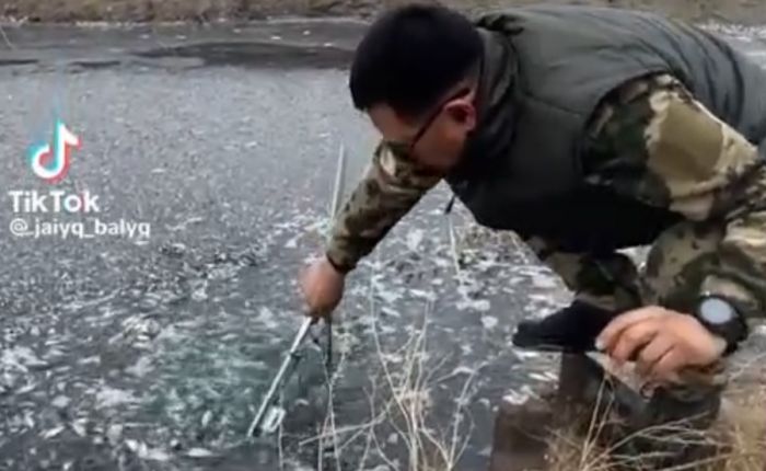 В Атырауской области вновь массово гибнет рыба