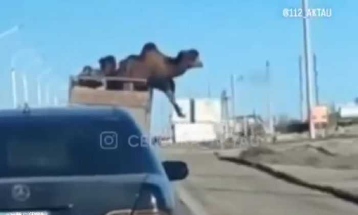 Верблюд на ходу выпрыгнул из грузовика в Мангистау