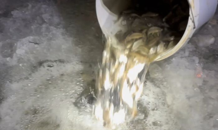 На озере Ордабай спасают рыбу