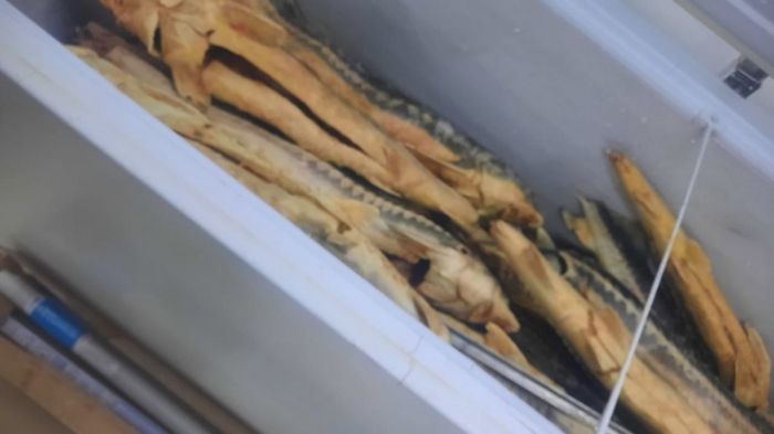 В Мангистау изъяли крупную партию осетрины и скумбрии 