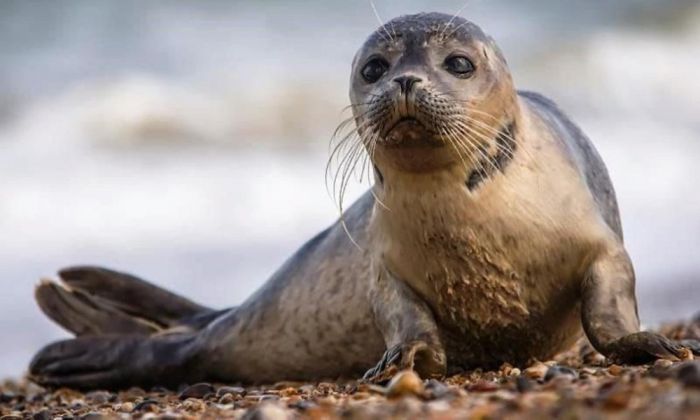 В Казахстане планируют изъять редкие виды рыб и каспийского тюленя для научных целей