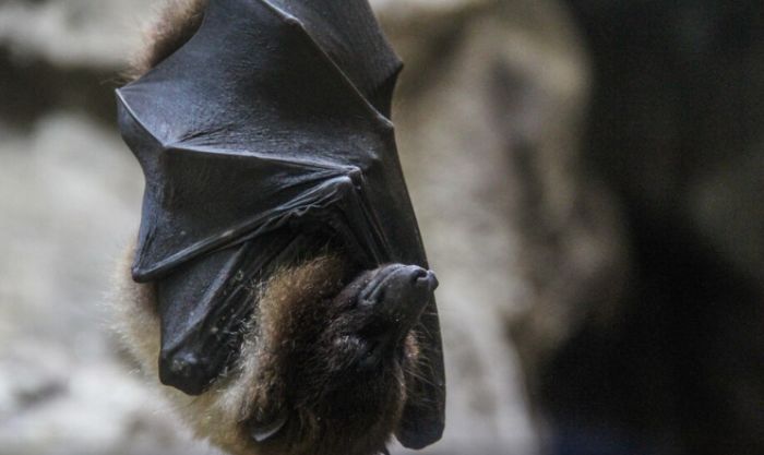 В Китае выявили новый коронавирус