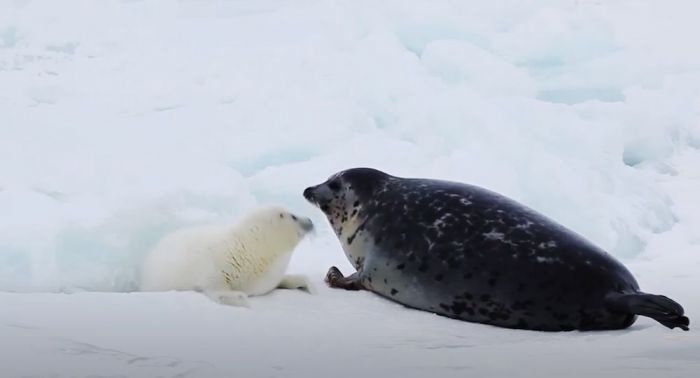В Казахстане создадут открытую базу данных о каспийском тюлене
