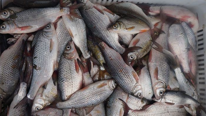 В Атырауской области планируется ввести в работу пять крупных рыбоводных хозяйств