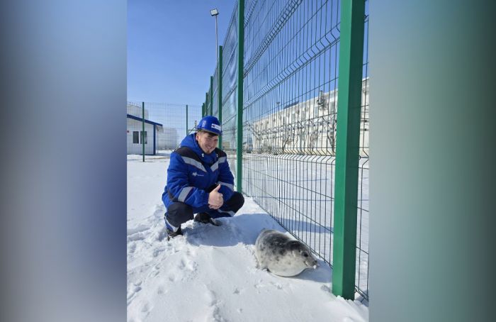 Белька нашли в пяти километрах от Каспия