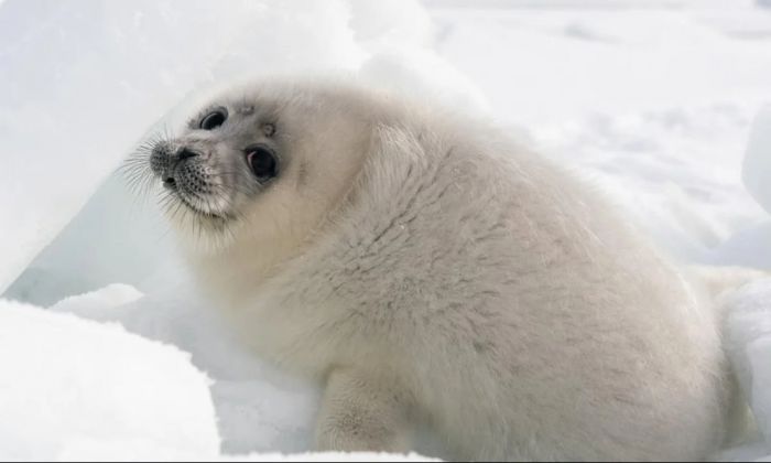 ​КРХ объяснил появление тюленей на суше в районе Каражанбаса и Каламкаса