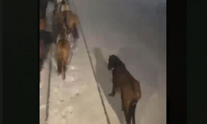 Машинист в Атырауской области предотвратил столкновение поезда с табуном лошадей