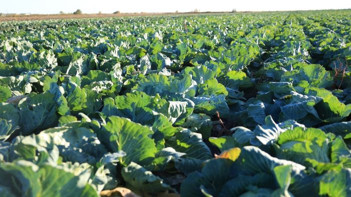 Фермеры Казахстана получат дешёвые удобрения