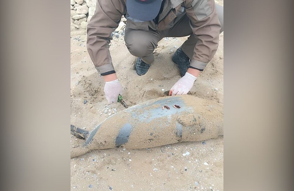 разложившаяся туша тюленя на берегу Каспия, фото комитета рыбного хозяйства
