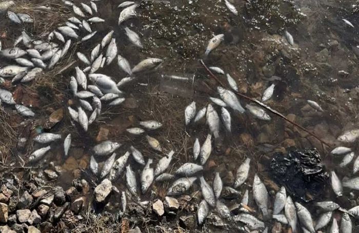 Массовая гибель рыбы в Ботаническом саду Астаны: власти объяснили причины