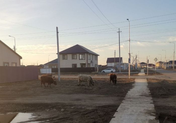 ​Коровы и верблюды на дорогах: в Атырау штрафуют скотоводов