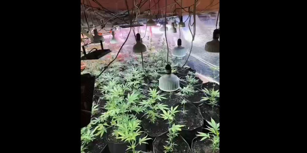 фитолаборатория, иллюстративное фото