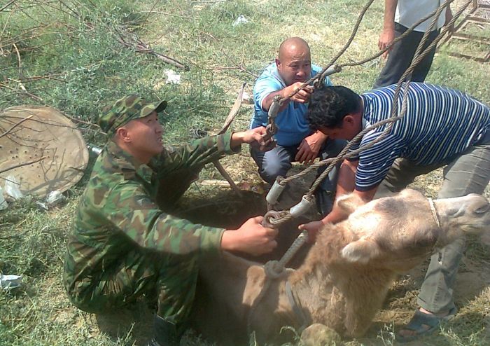 Кораблик пустыни в яме