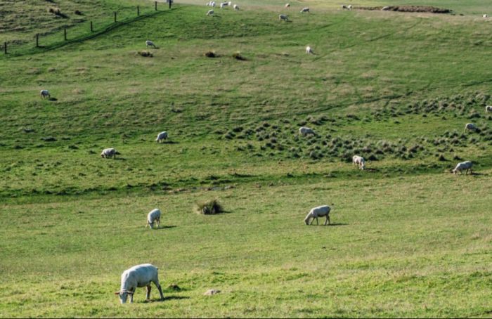 В Жетысу прокуроры вернули землю более 100 пайщикам