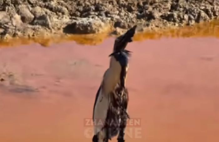 “Птица в нефти - верхушка айсберга”: эксперт об экологической безнаказанности нефтяных компаний