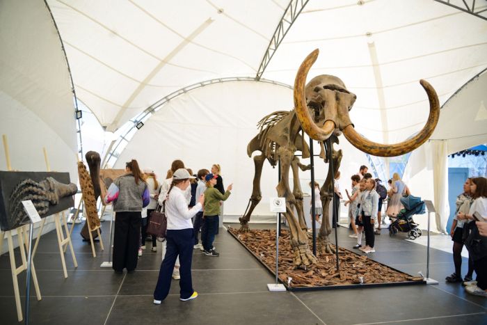 В Павлодаре появится полный скелет мамонта