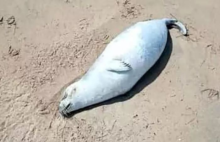 На побережье Каспия вновь обнаружены сотни останков мёртвых тюленей