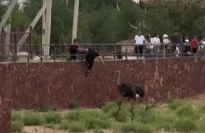 На страуса напали в зоопарке Шымкента: разыскивается агрессивный посетитель