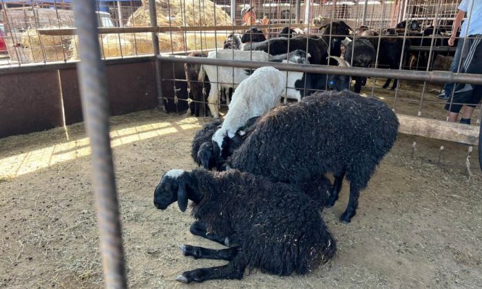 Запущен сайт для онлайн-жертвоприношений в честь Курбан Айта