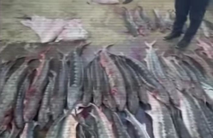 Незаконный улов: в Жанаозене у жителя нашли 508 кг осетровой рыбы