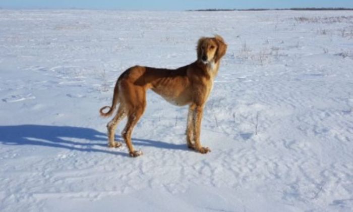 Суд в Астане признал недействительным патент на тазы, выданный ассоциации охотников