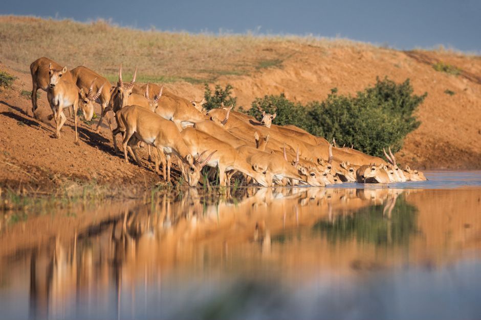 стадо сайгаков, фото Canva