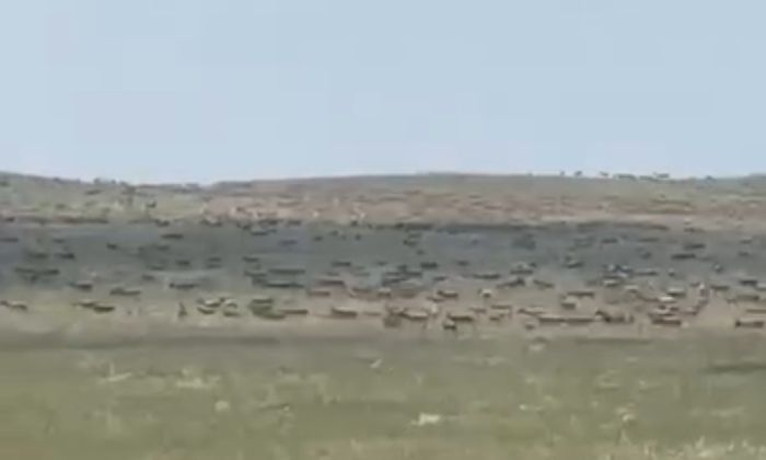 Фермеры Акмолинской области нашли необычный способ избавиться от сайгаков на своих полях
