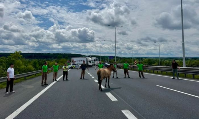 Доставка лошадей Пржевальского в Казахстан сорвалась из-за происшествия в Праге