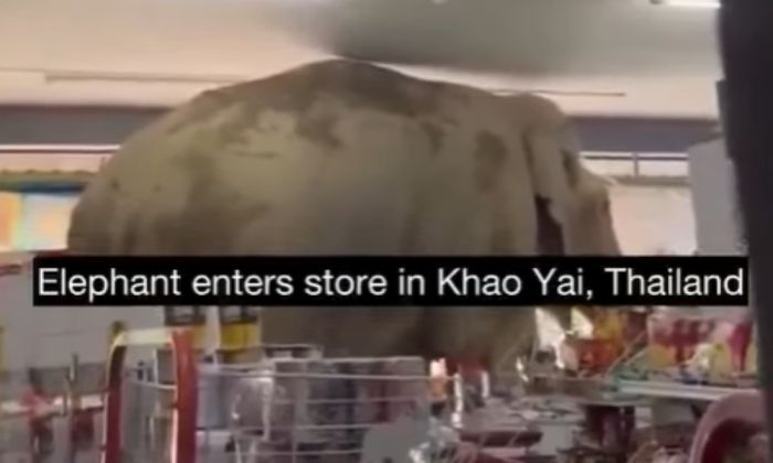 Когда слон в посудной лавке — не образ, а реальность: великан разгромил магазин в Таиланде